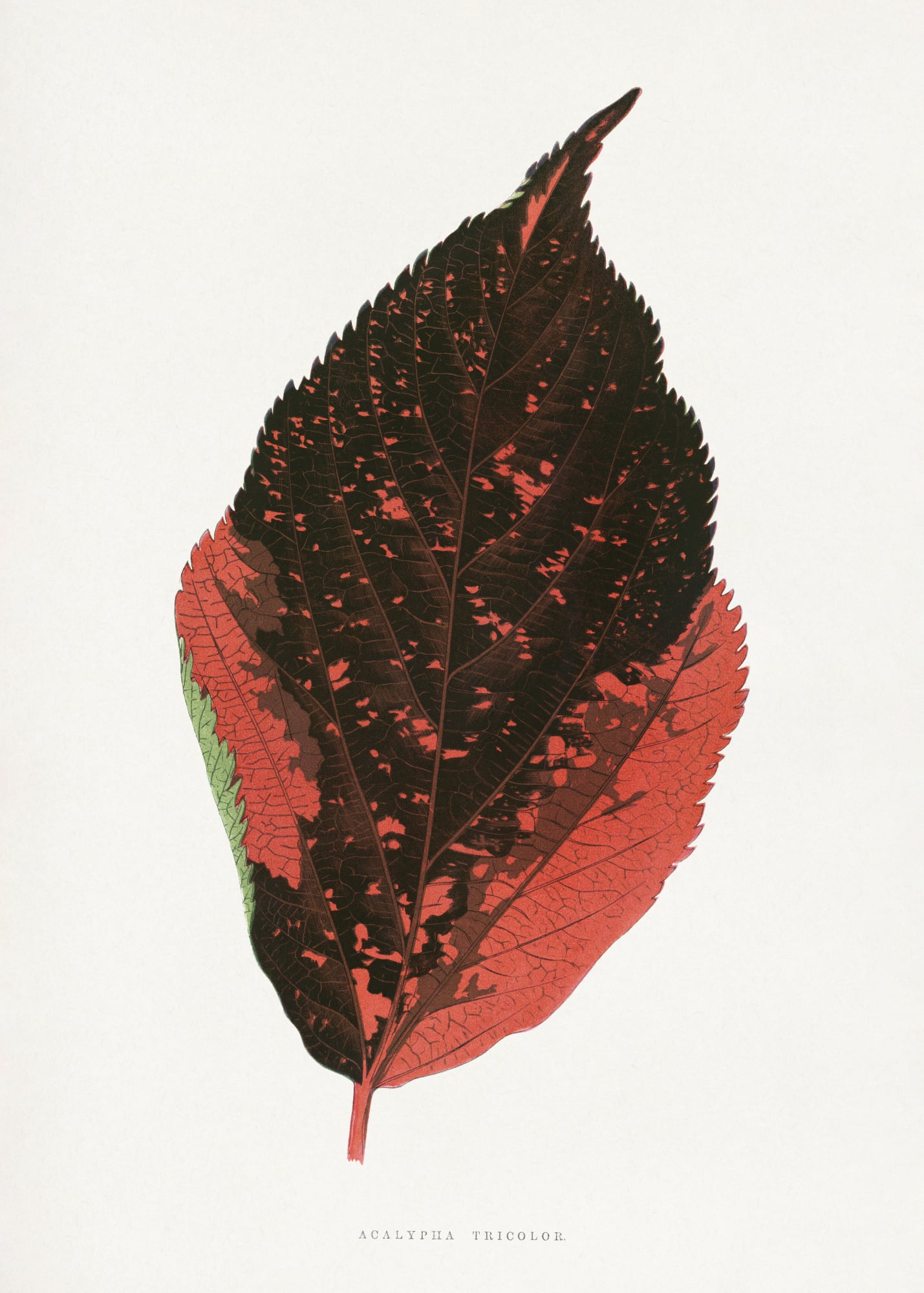 motive-image