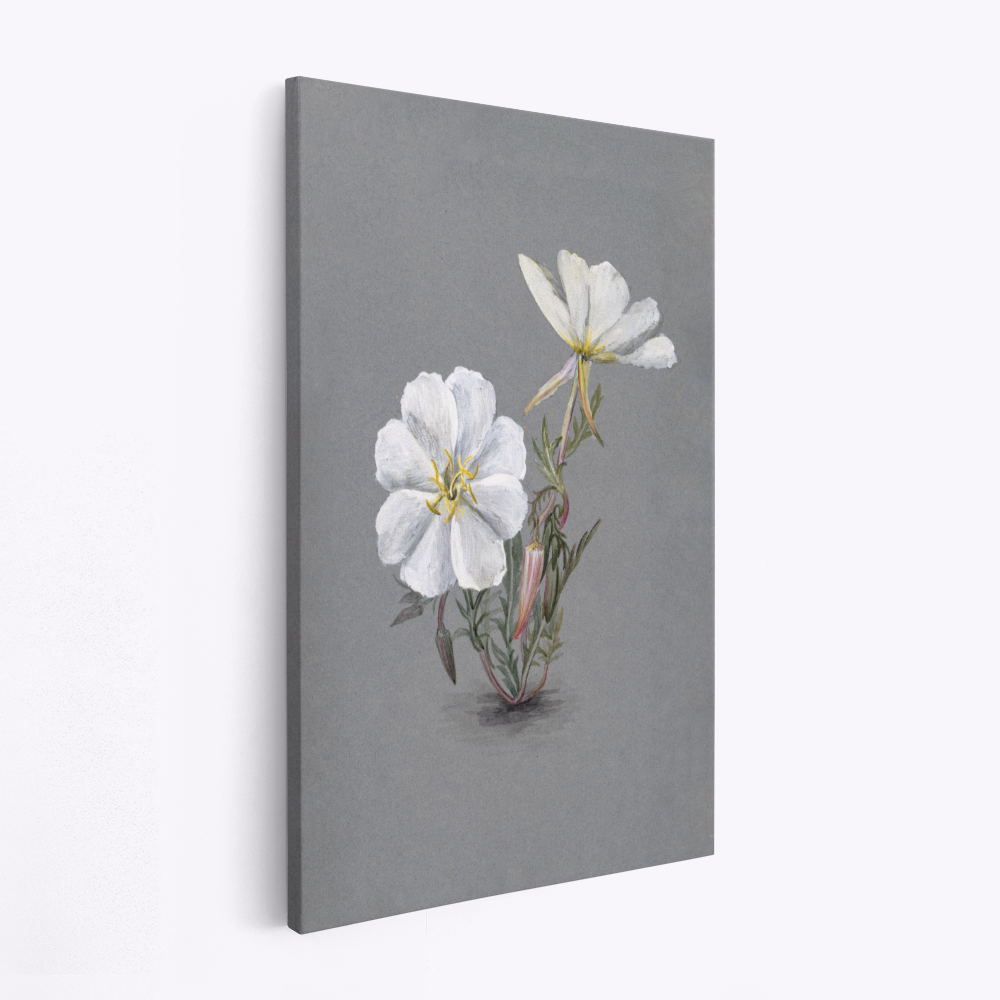 Lærred - Giant Helleborine (1880)