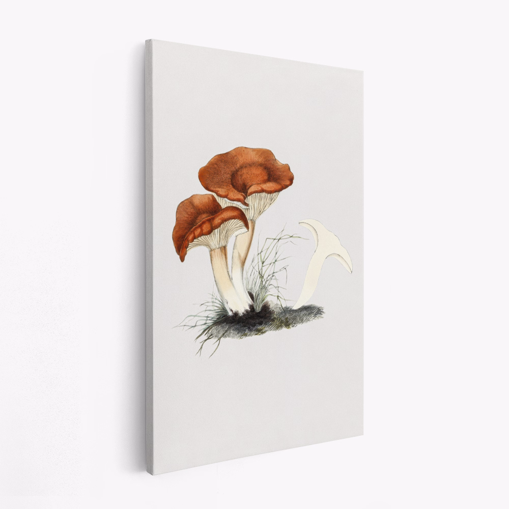 Lærred - Hand Drawn Rufous Milkcap Mushroom