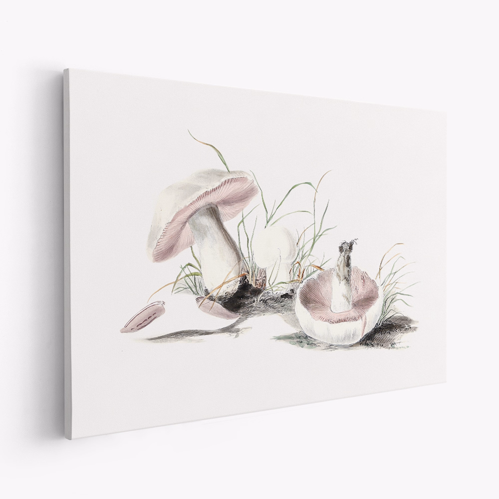 Lærred - Hand Drawn Field Mushroom