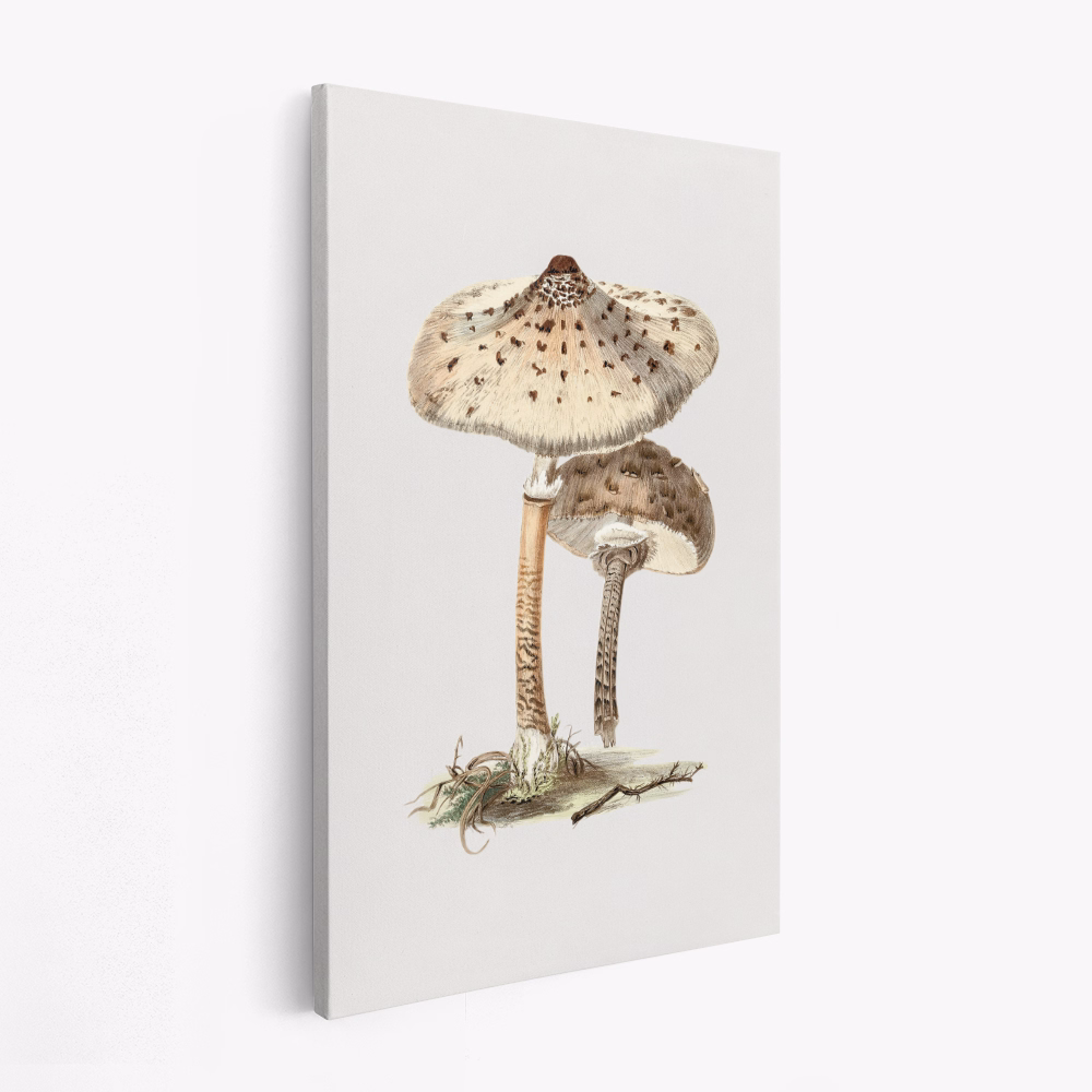 Lærred - Hand Drawn Parasol Mushroom