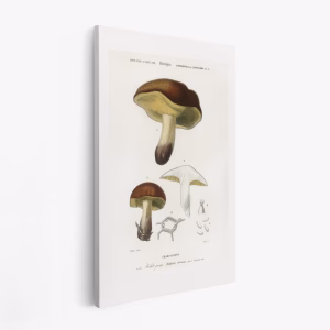 Lærred - Mushroom (boletus Circinans)