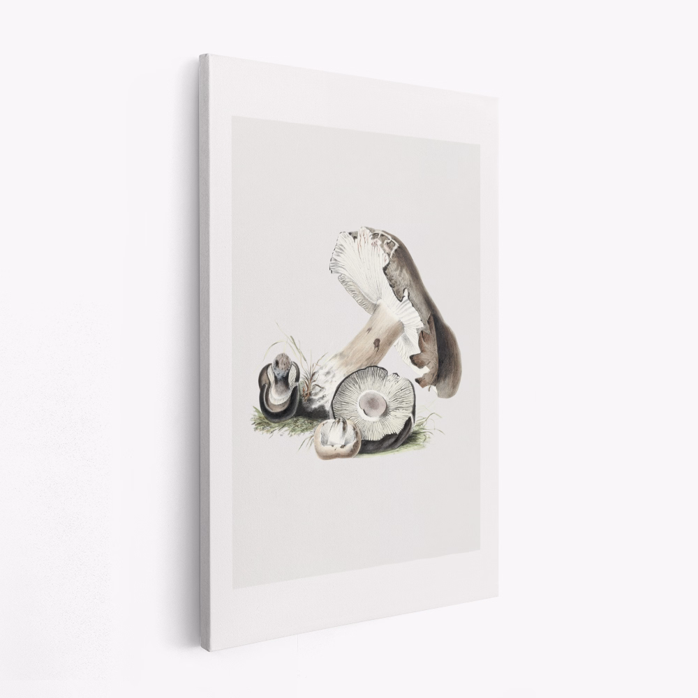 Lærred - Vintage Agaricus Augustus Mushroom 50x70