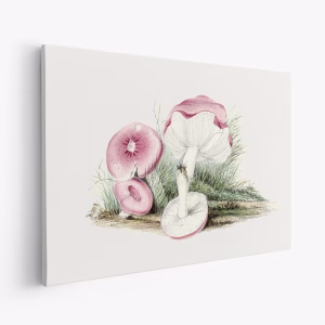 Lærred - Vintage Russula Emetica Mushroom