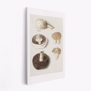 Lærred - Common Meadow Mushroom, Agaricus Campestris Standing