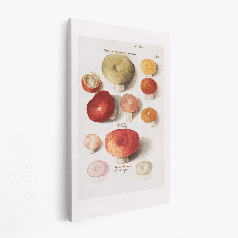 Lærred - Boleten, Boletales Standing